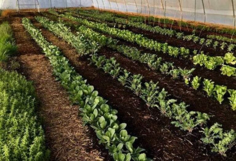 Why Grow Tent Losing Heat? Simple Steps to Stop the Drop