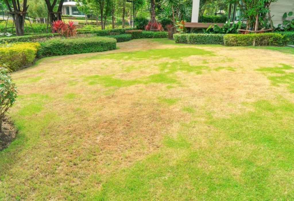 Why Your Lawn Turns Brown After Aeration Explained