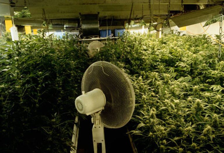 Do Grow Tents Need Intake Fans A Complete Guide