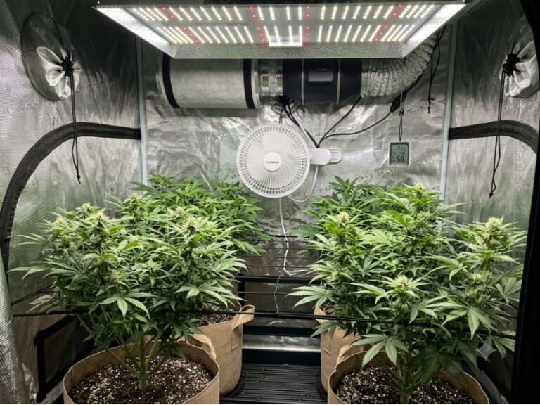 Do You Need an Oscillating Fan in a Grow Tent? Explained