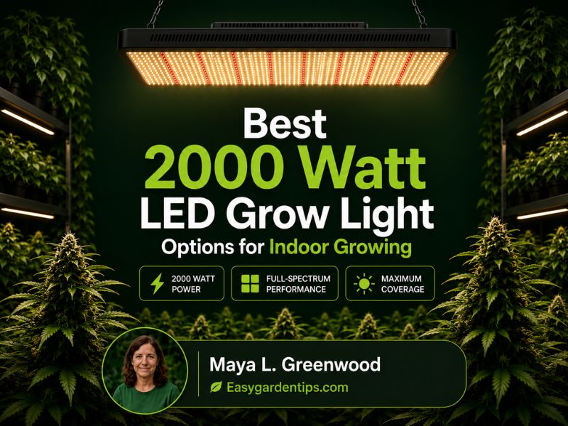 Best 2000 Watt LED Grow Light Options for Indoor Growing