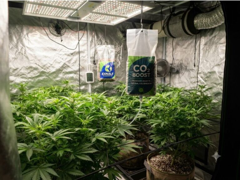Best CO2 Bags for Grow Tent: 5 Reliable Generators for Plants