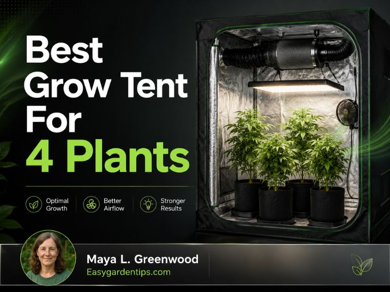 Best Grow Tent for 4 Plants: Give Every Plant Room to Grow