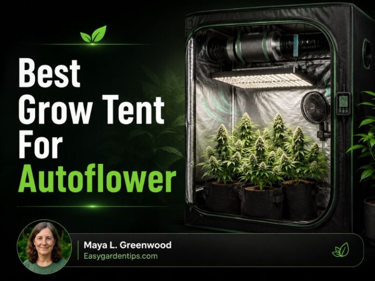 Best Grow Tent for Autoflower: 3 Tents That Make Fast Cycles
