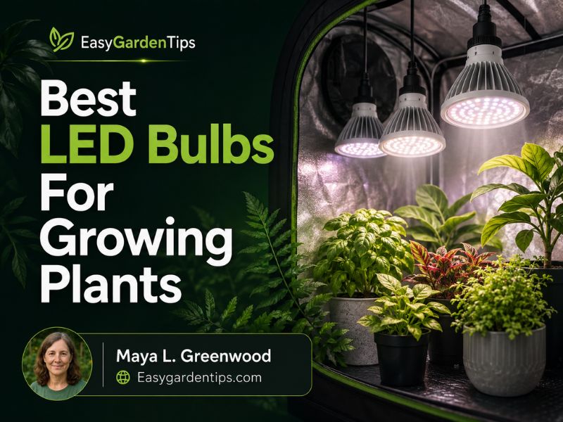 Best LED Bulbs for Growing Plants: 5 Reliable Indoor Options
