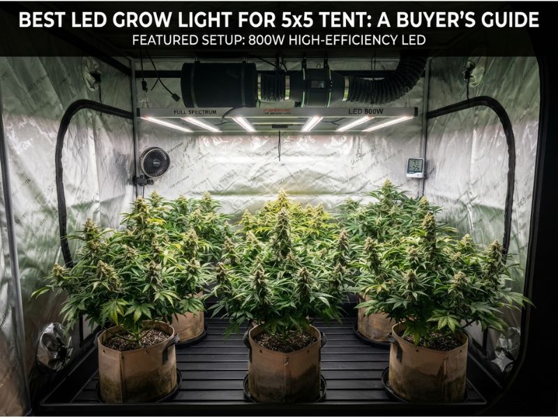 Best LED Grow Light for 5x5 Tent: 5 Full-Canopy LED Systems