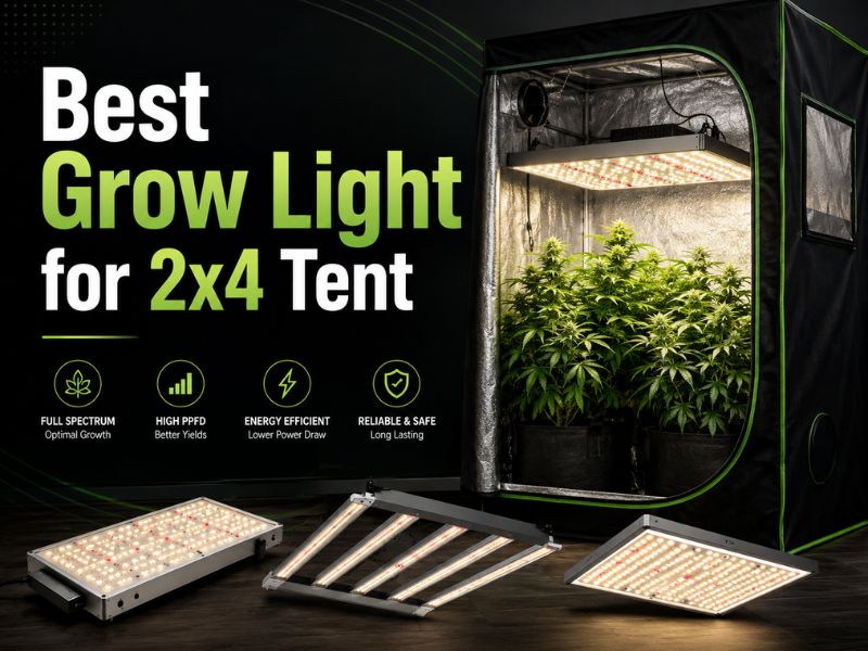 Best Grow Light for 2x4 Tent: 5 Efficient Full-Spectrum LEDs