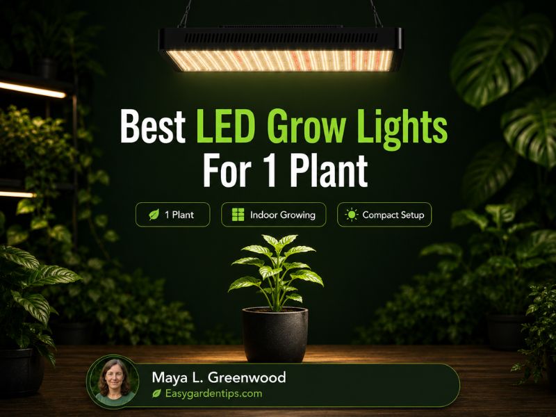 Best LED Grow Lights for 1 Plant for Focused Indoor Growth