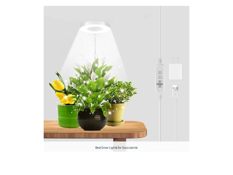 best grow lights for succulents