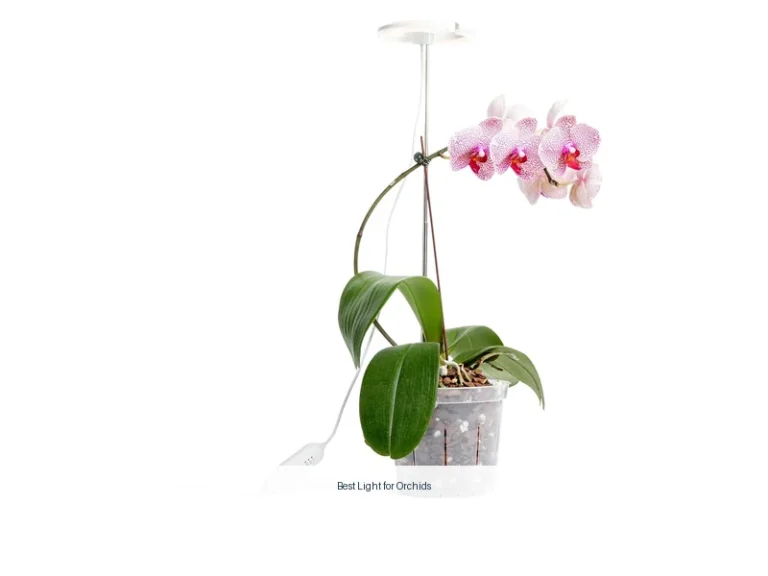 best light for orchids