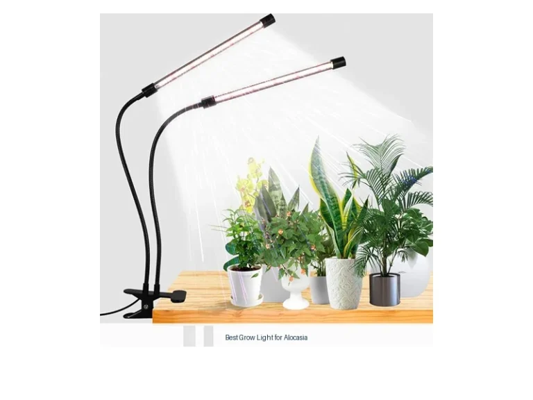 best grow light for alocasia