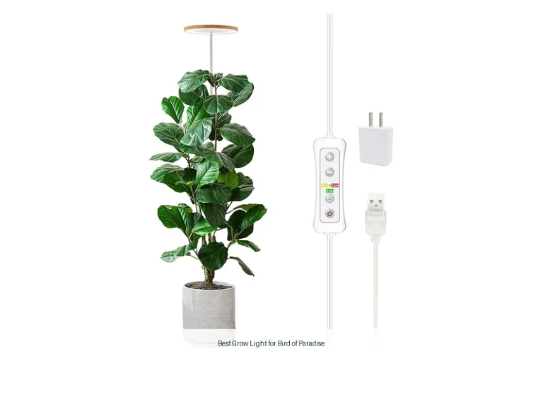 best grow light for bird of paradise