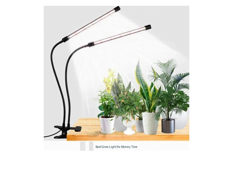 best grow light for money tree