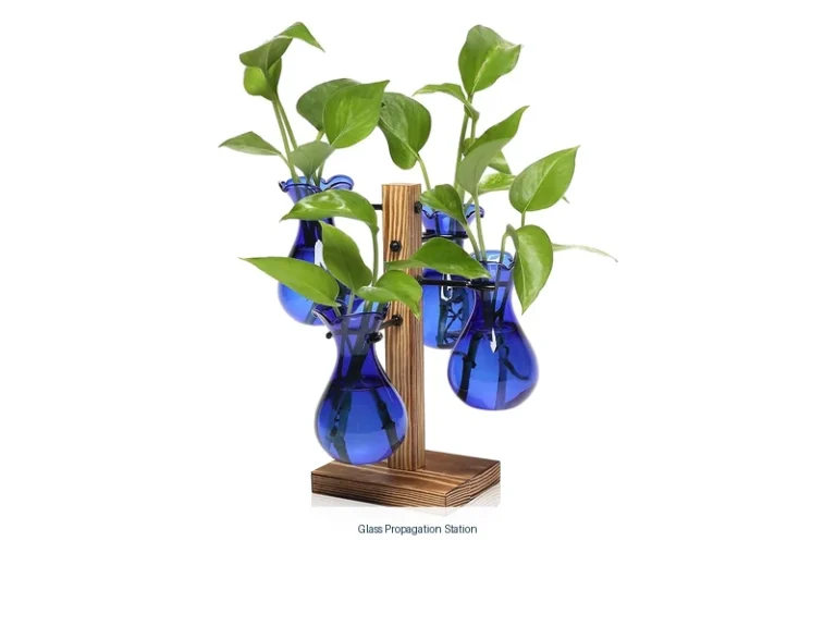 glass propagation station